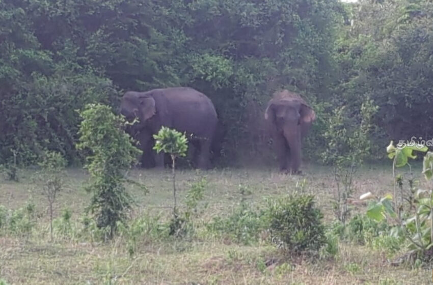 முல்லைத்தீவில் காட்டு விலங்குகள் தொடர்பான எச்சரிக்கை பதாகை தேவை