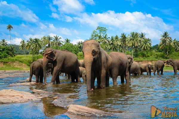 இலங்கையில் 13 வருடங்களின் பின் கணக்கெடுப்பு!