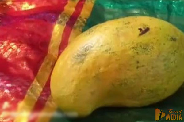 யாழ்ப்பாணத்தில் 7 லட்சத்திற்கு ஏலம் போன அரிய மாம்பழம்!