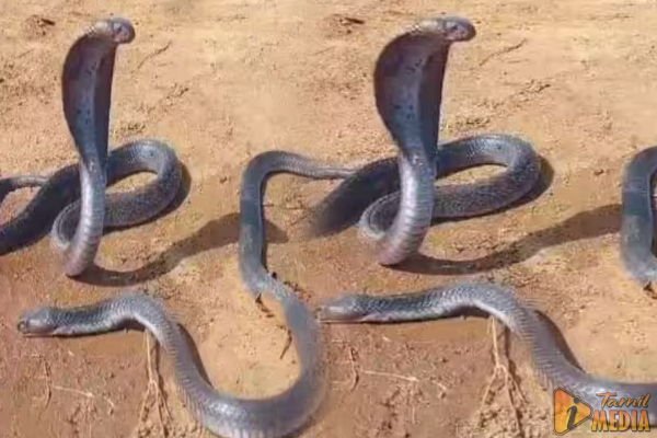 இறந்த ஆண் பாம்பை பார்த்து நகராமல் அப்படியே இருந்த பெண் பாம்பு