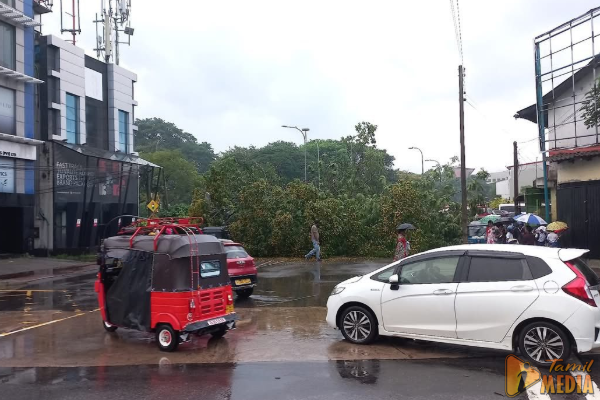 கொழும்பில் திடீரென வேரோடு சாய்ந்த பாரிய மரம்; 7 வாகனங்களுக்கு சேதம்